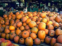new-orleans-pumpkins-big